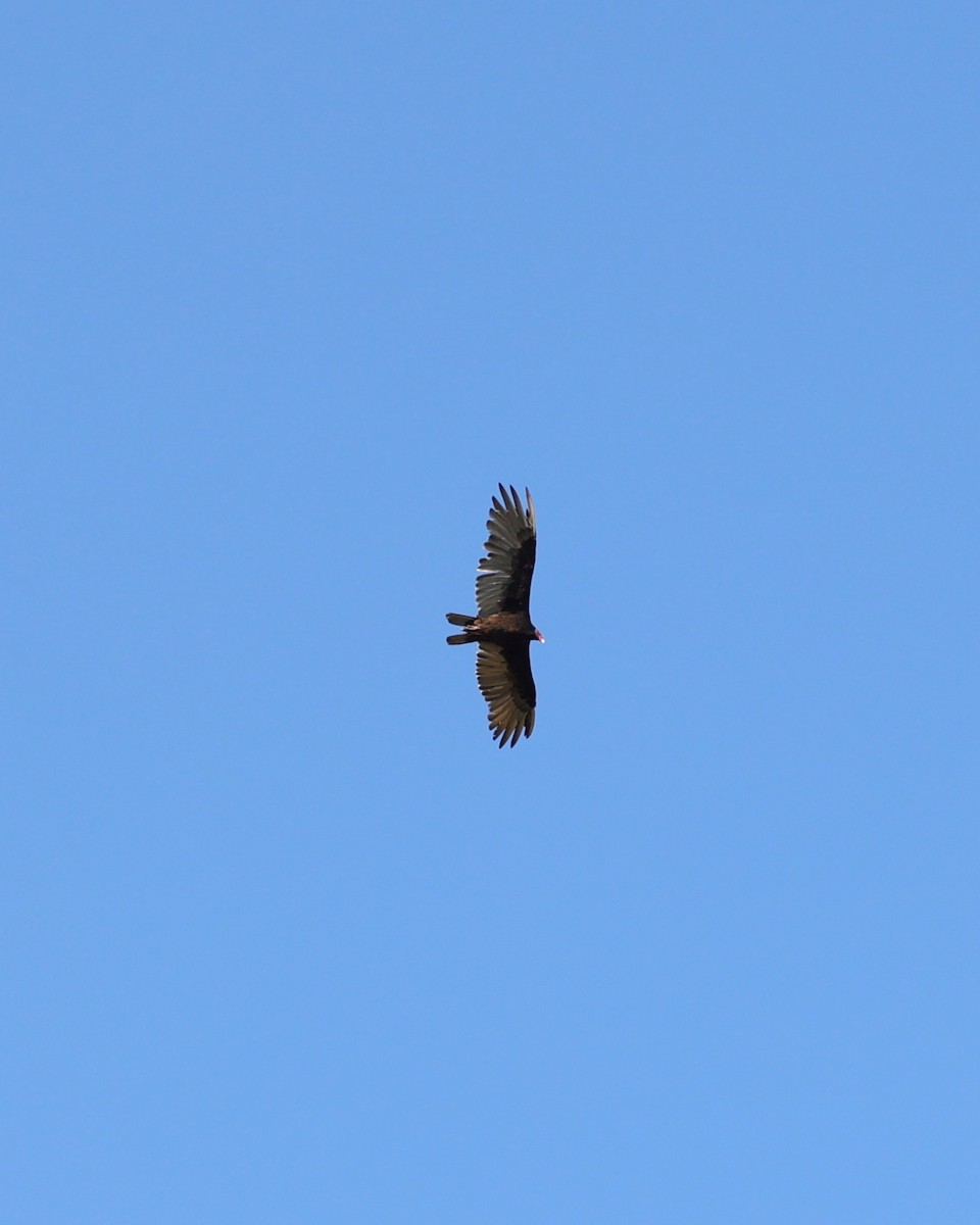 Turkey Vulture - ML640059383