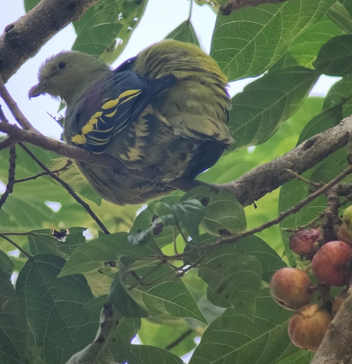 Andaman Green-Pigeon - ML640059423