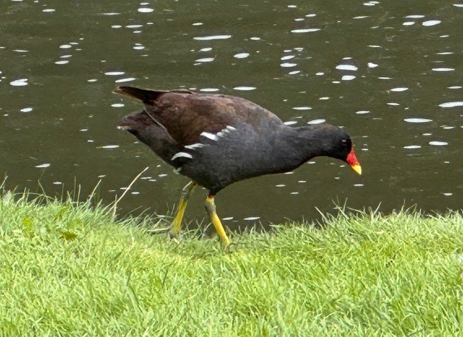 Gallinule poule-d'eau - ML640059448