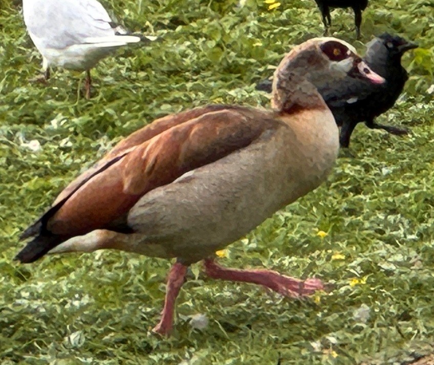 Ouette d'Égypte - ML640059456