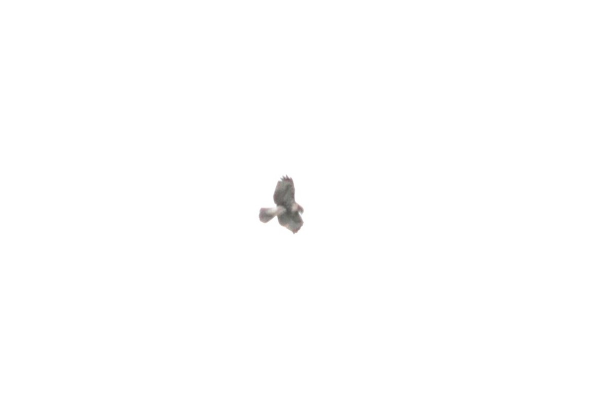 Red-tailed Hawk - ML640059584