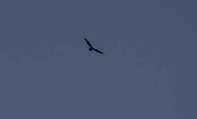 Turkey Vulture - ML640059594