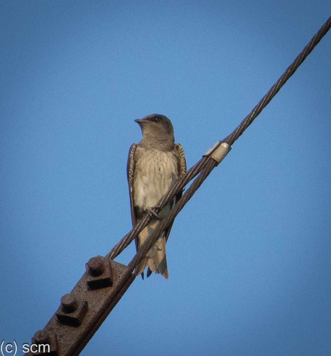 Purple Martin - ML640059595