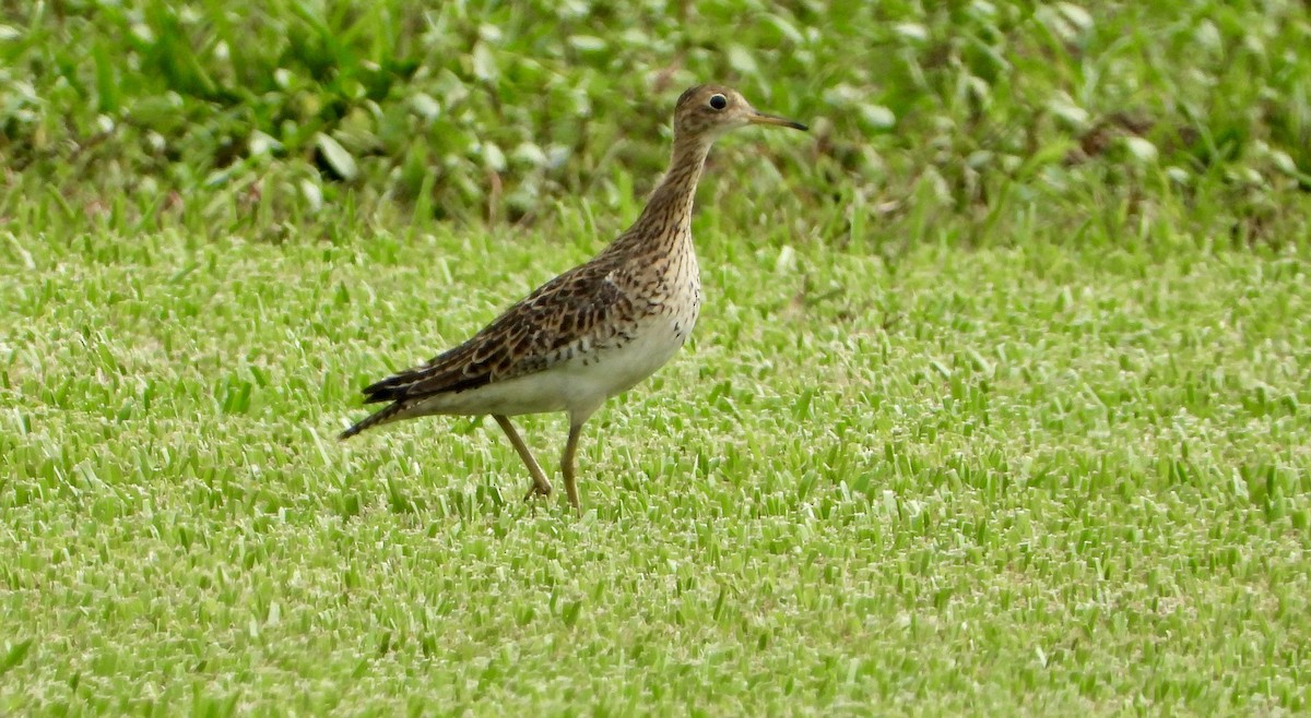 Upland Sandpiper - ML640059597