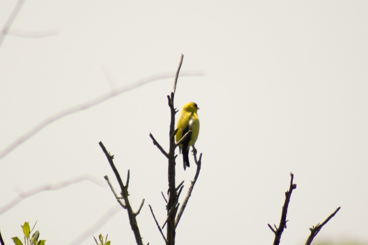 American Goldfinch - ML640059708