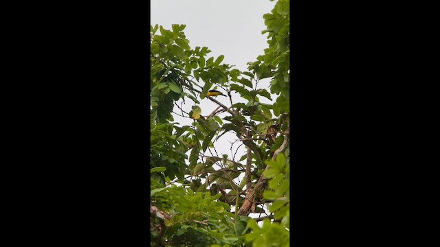 Black-and-yellow Tanager - ML640059733