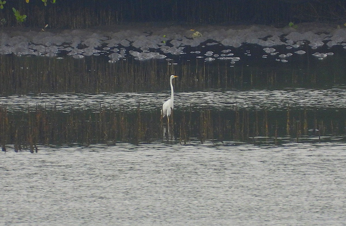 egretthegre - ML640059746
