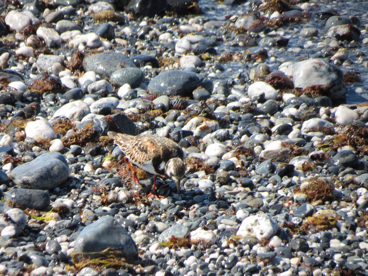 Ruddy Turnstone - ML640059755