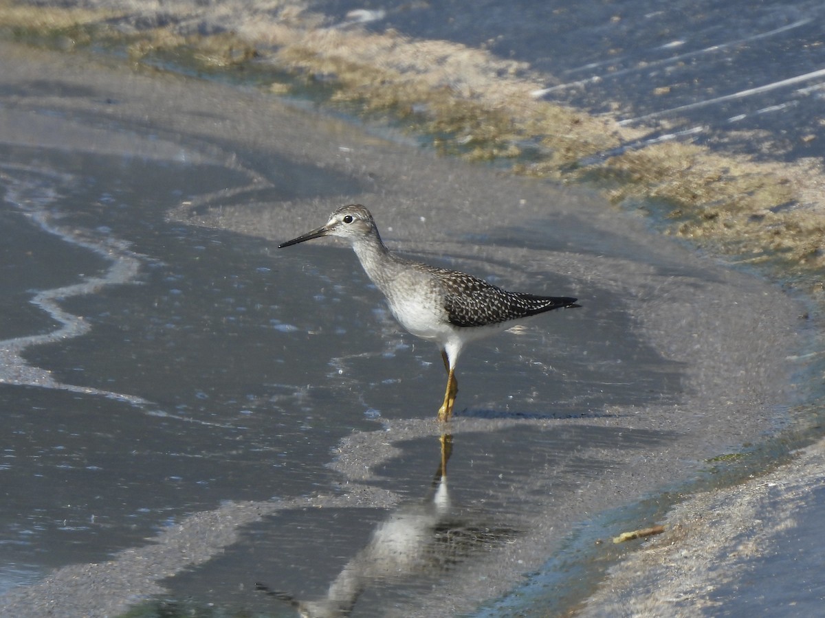 gulbeinsnipe - ML640059758