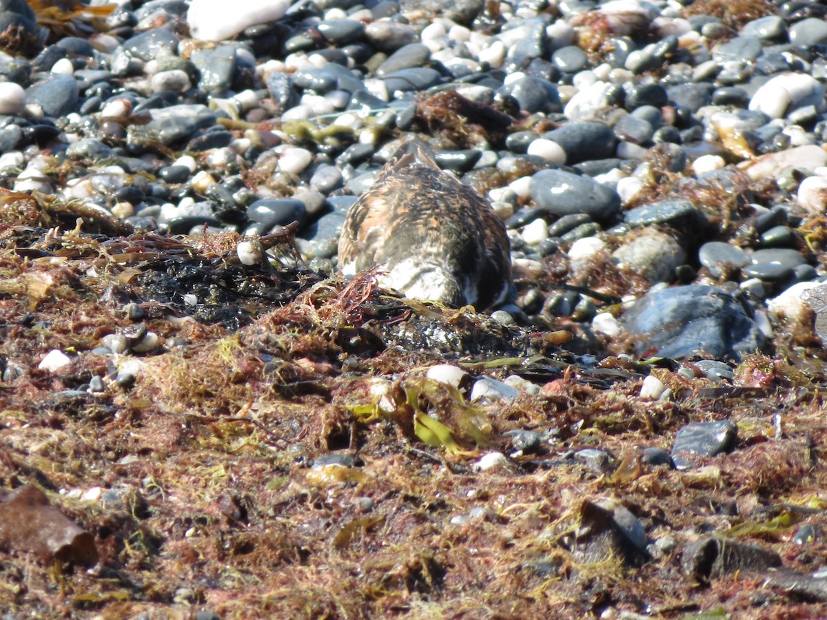 Ruddy Turnstone - ML640059759