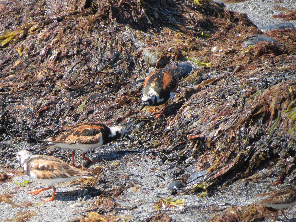 Ruddy Turnstone - ML640059764