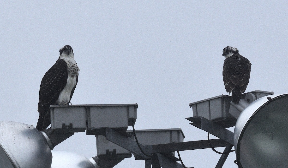 Osprey - ML640059779