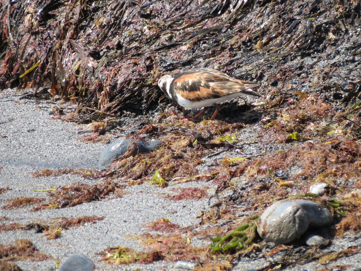 Ruddy Turnstone - ML640059781