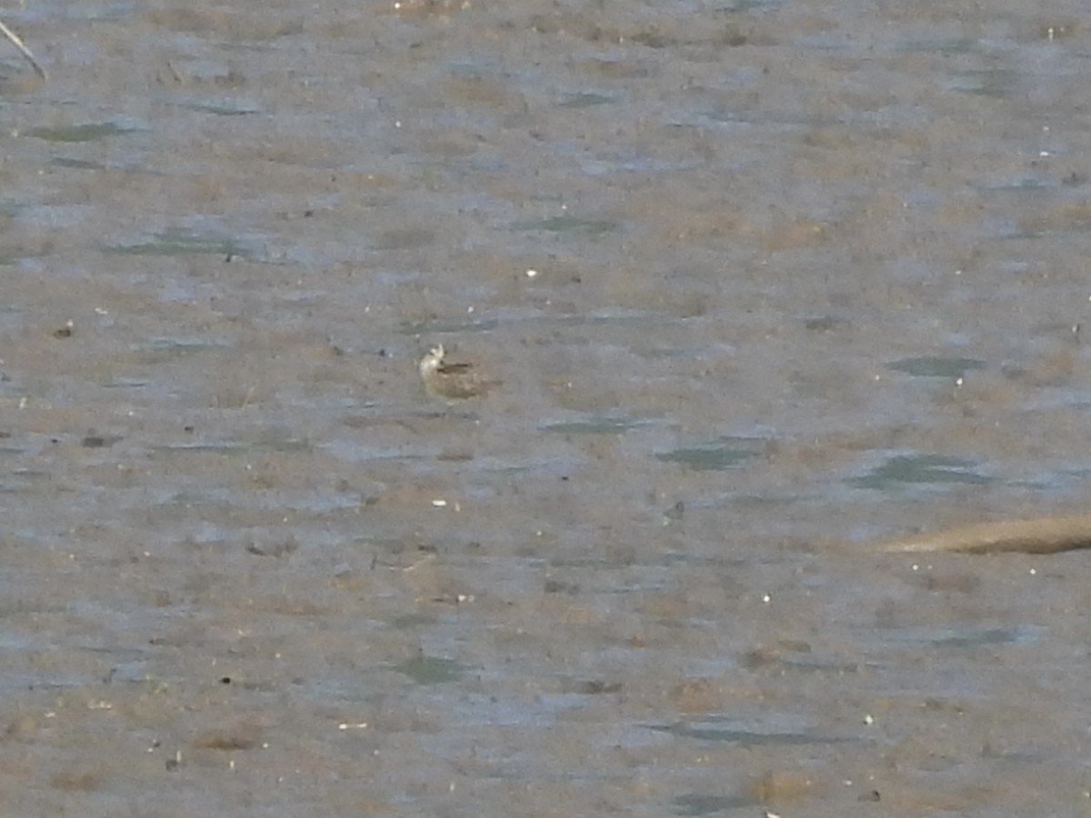peep sp. - ML640059813