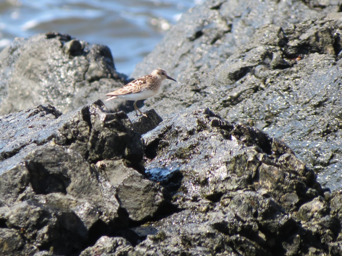 Least Sandpiper - ML640059816