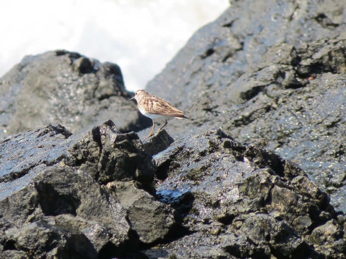 Least Sandpiper - ML640059822