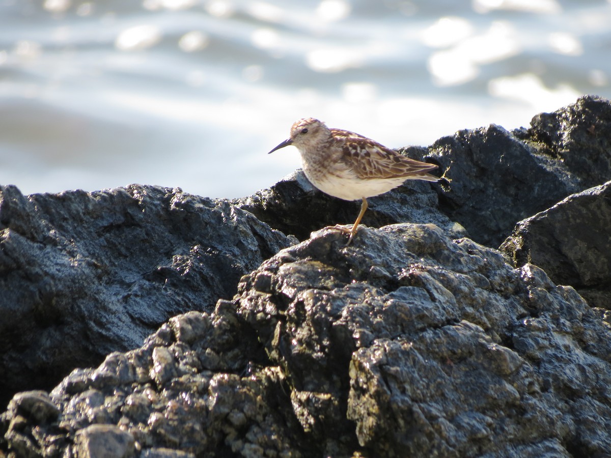 Least Sandpiper - ML640059829