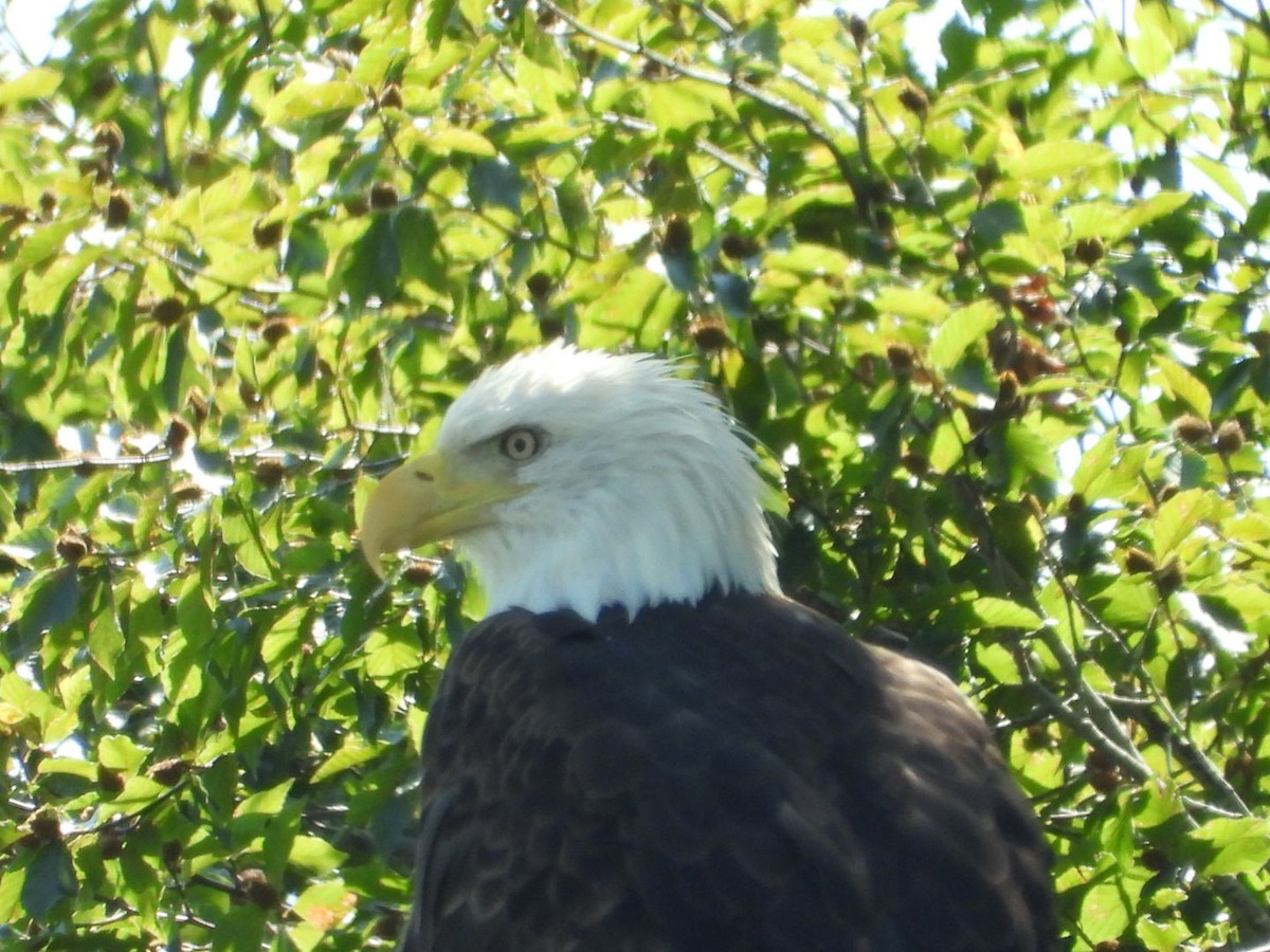 Bald Eagle - ML640059832
