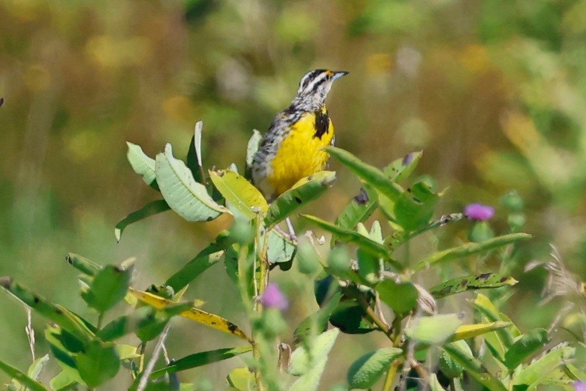Eastern Meadowlark - ML640059835