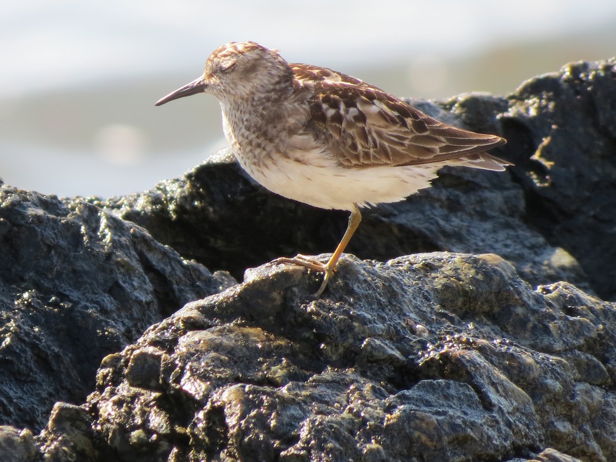 Least Sandpiper - ML640059836