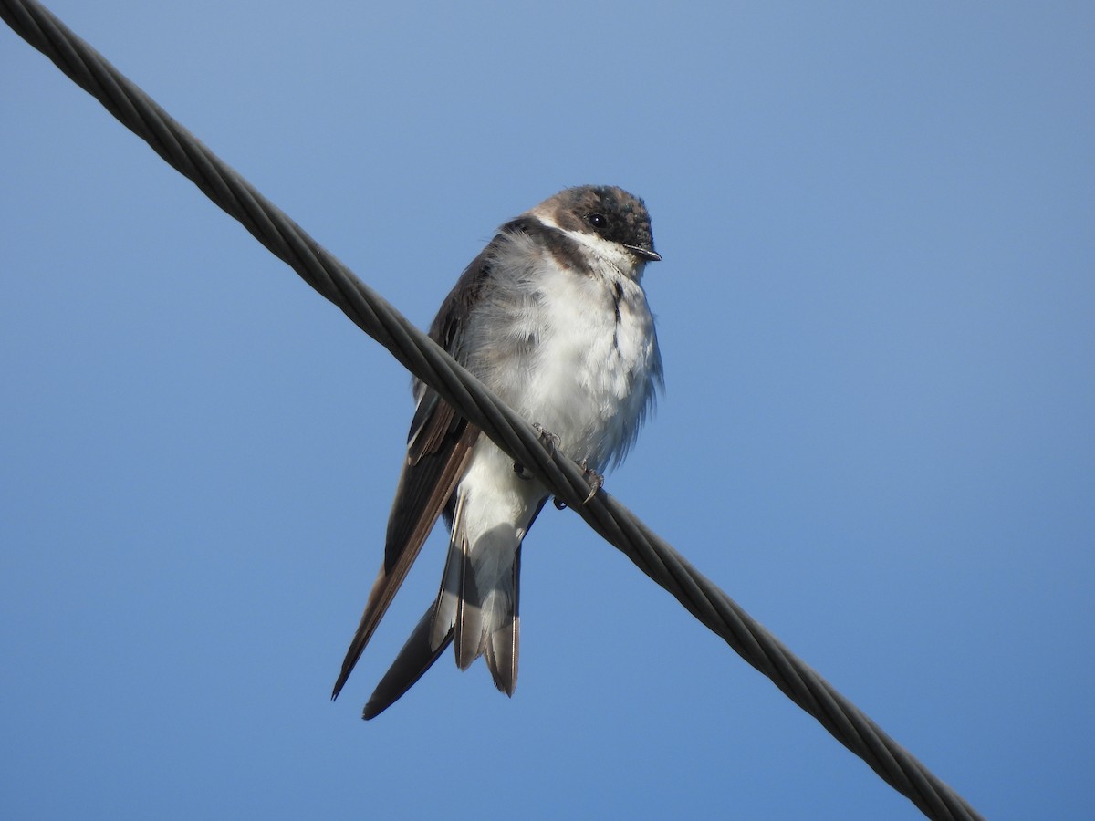 Tree Swallow - ML640059837