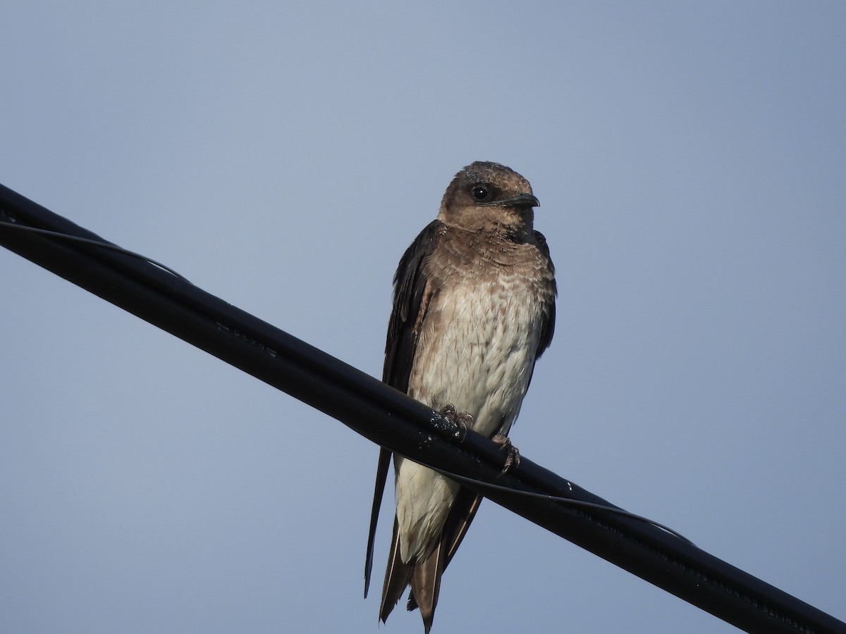 Purple Martin - ML640059840