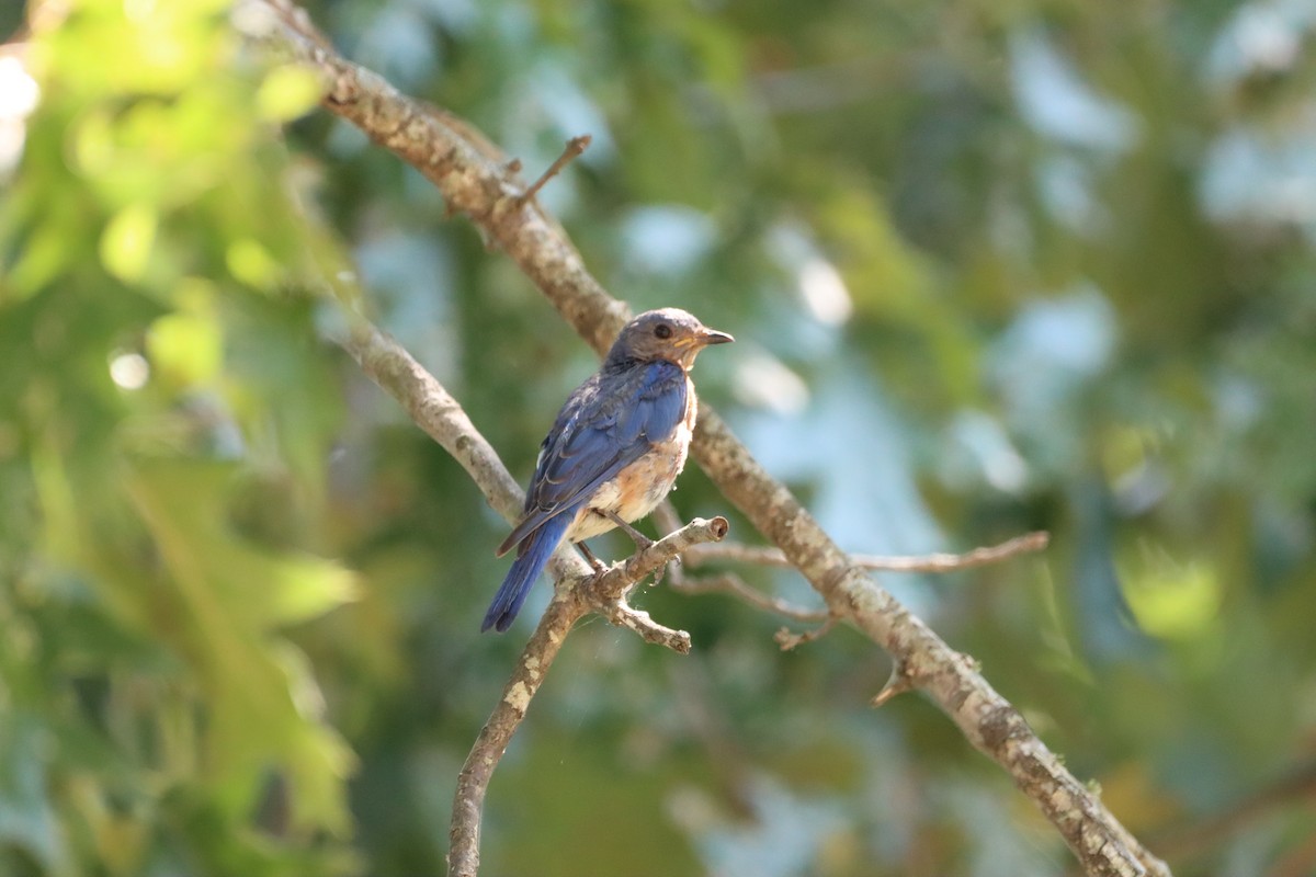Eastern Bluebird - ML640059843