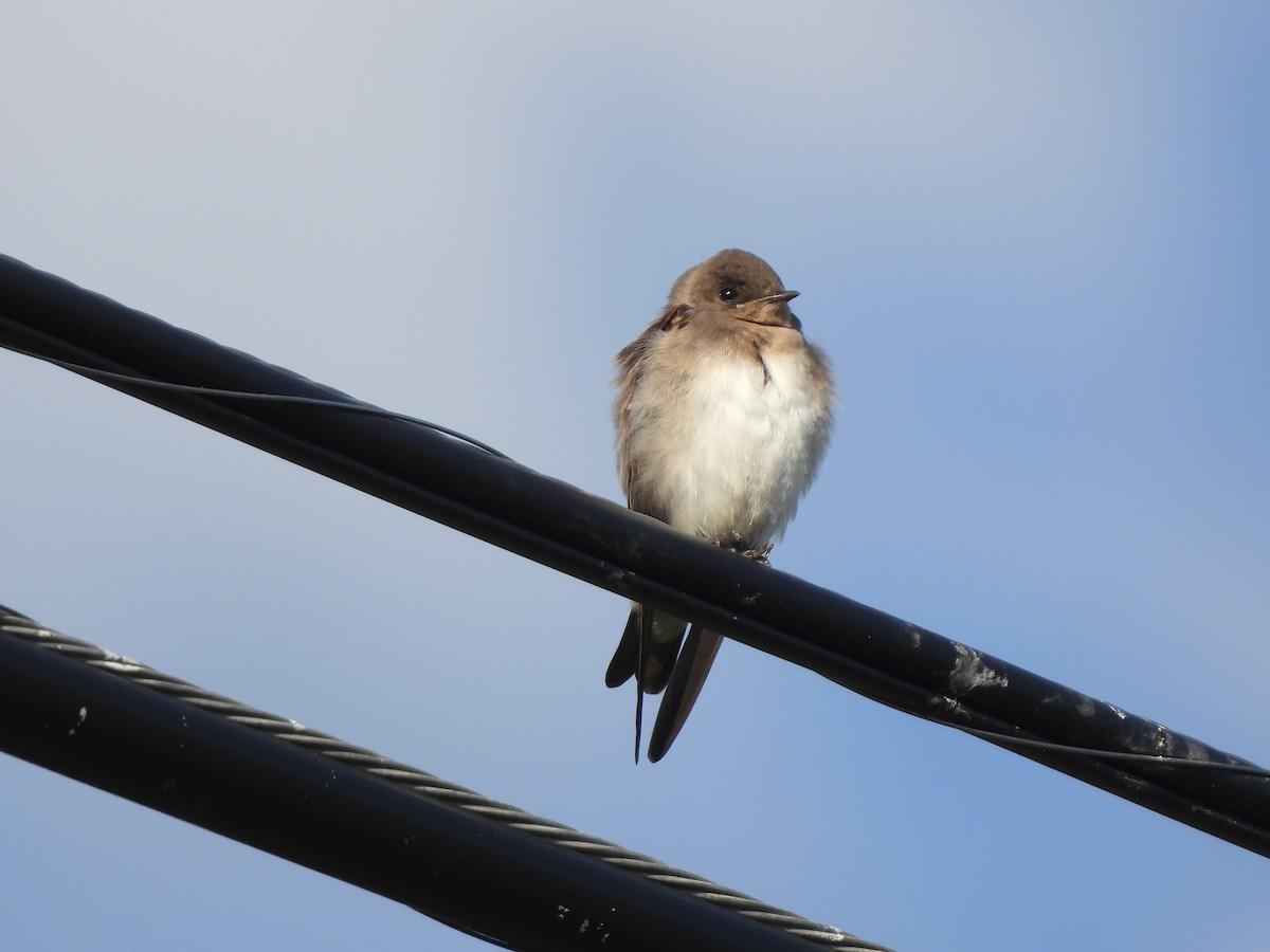 Northern Rough-winged Swallow - ML640059848