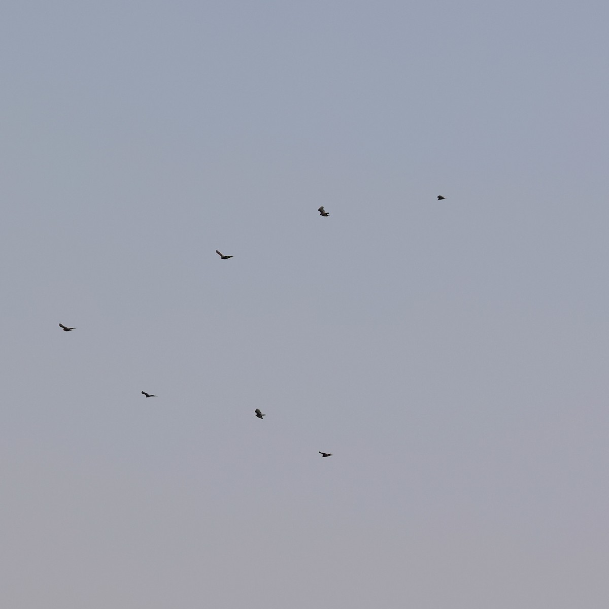Turkey Vulture - ML640059849