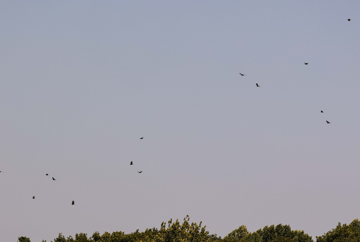 Turkey Vulture - ML640059850