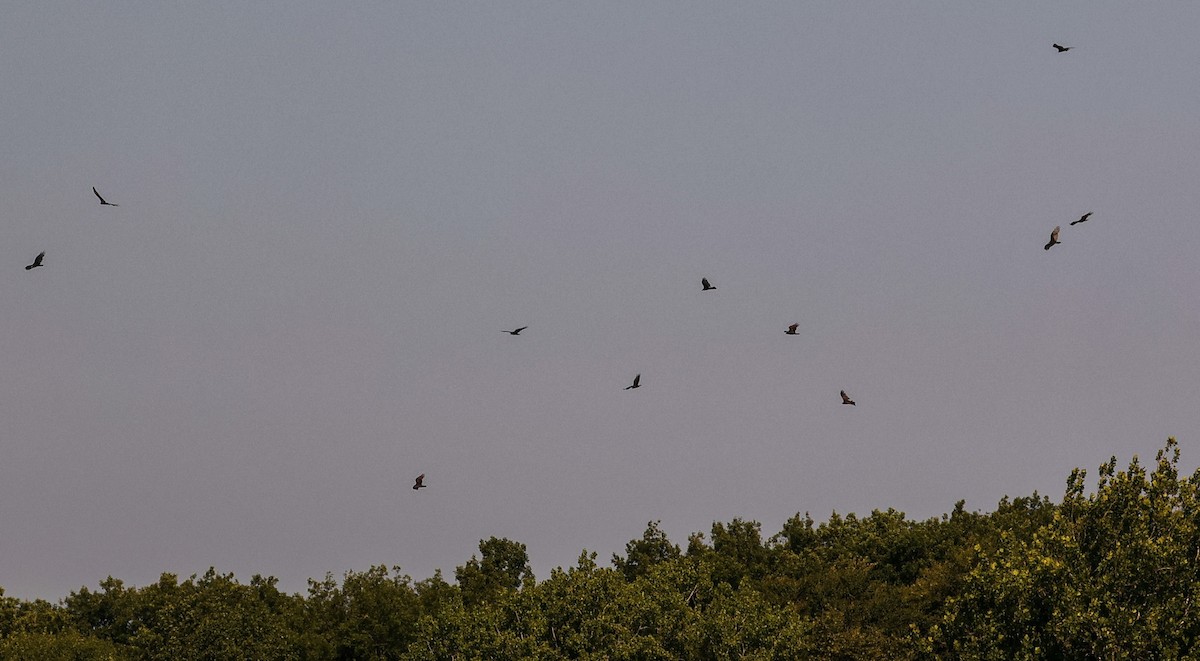 Turkey Vulture - ML640059851
