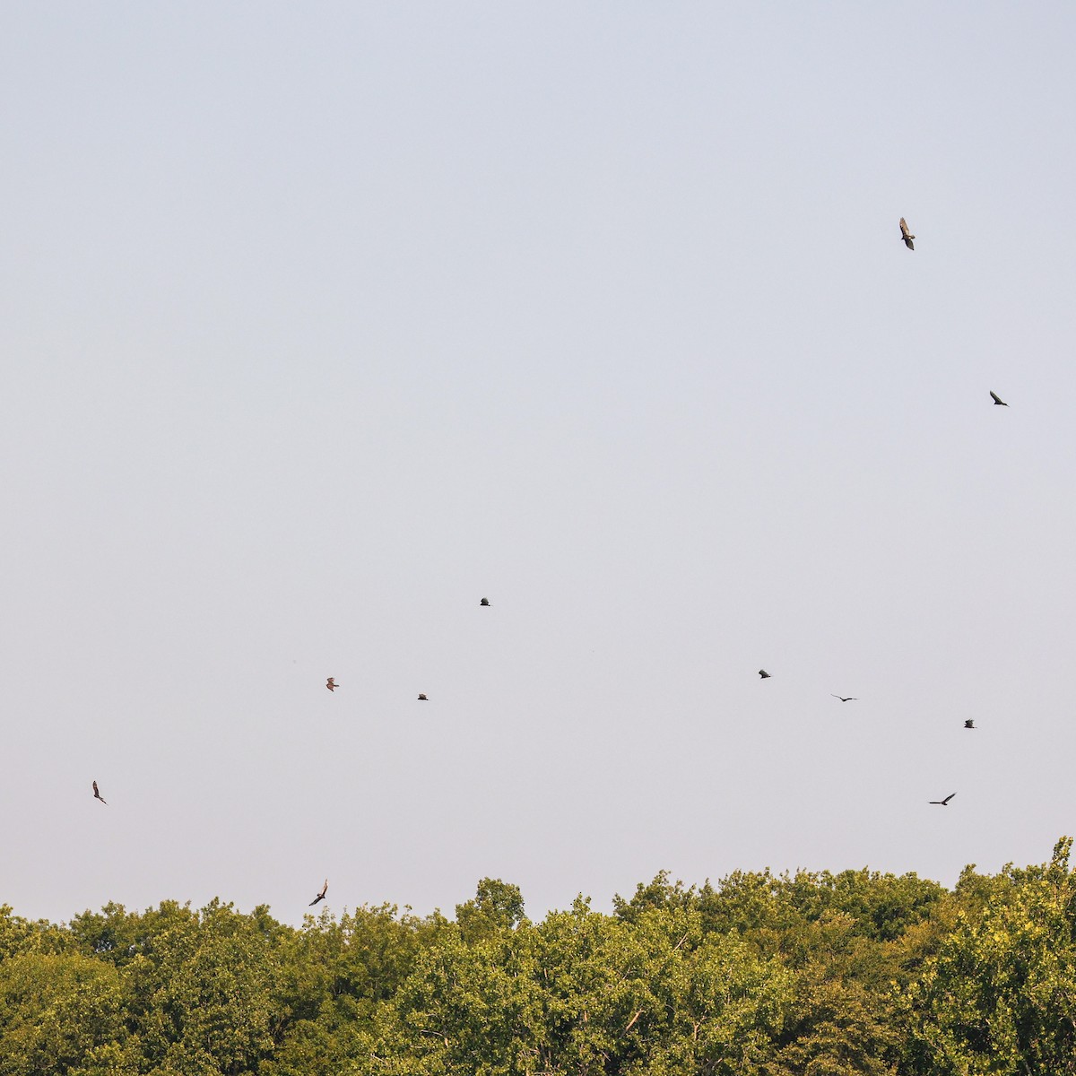 Turkey Vulture - ML640059852