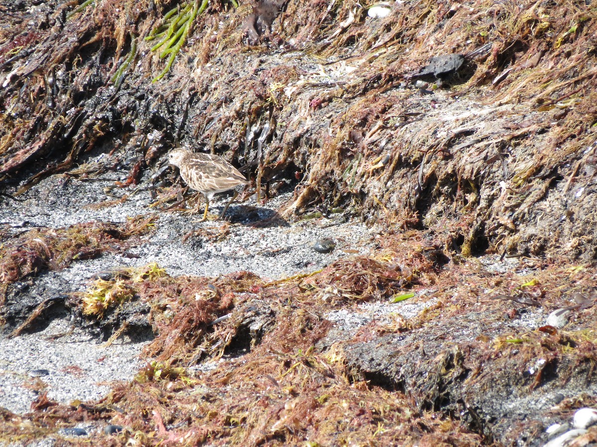 Least Sandpiper - ML640059859