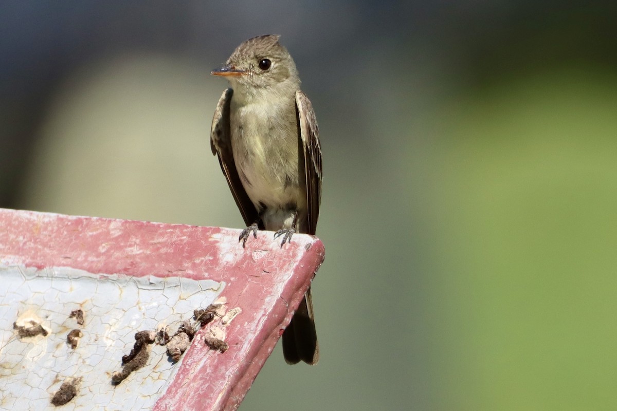 Eastern Wood-Pewee - ML640059860