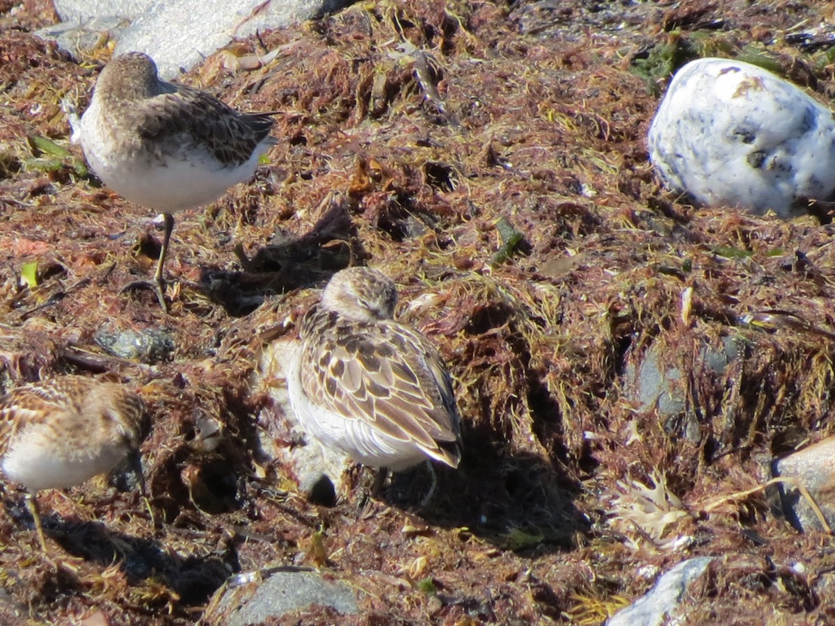 Semipalmated Sandpiper - ML640059871