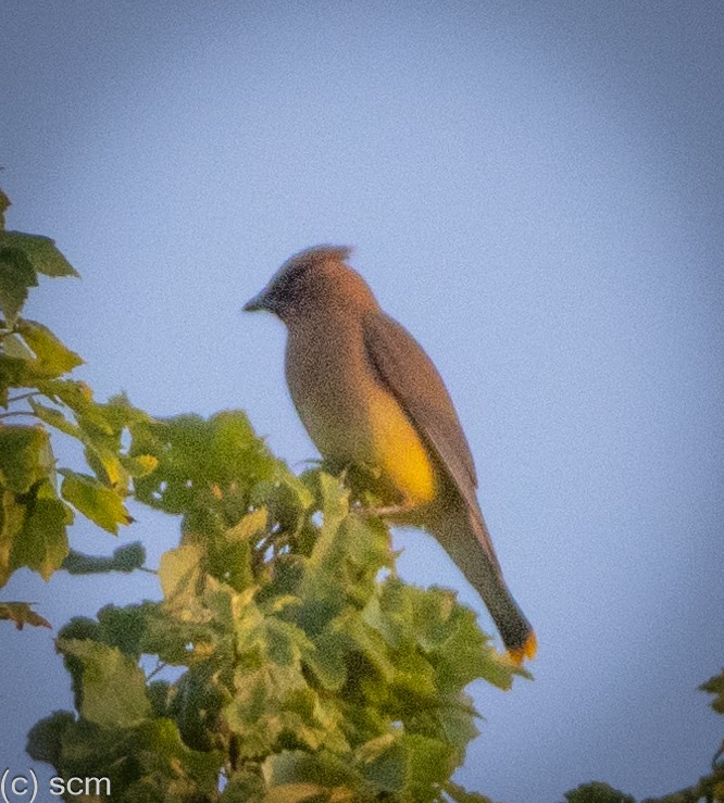 Cedar Waxwing - ML640059874