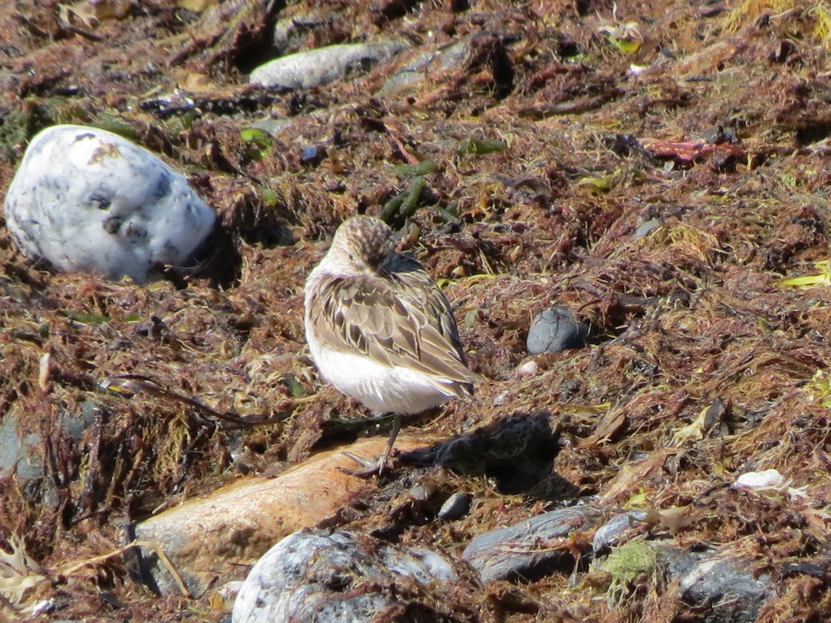 Semipalmated Sandpiper - ML640059876