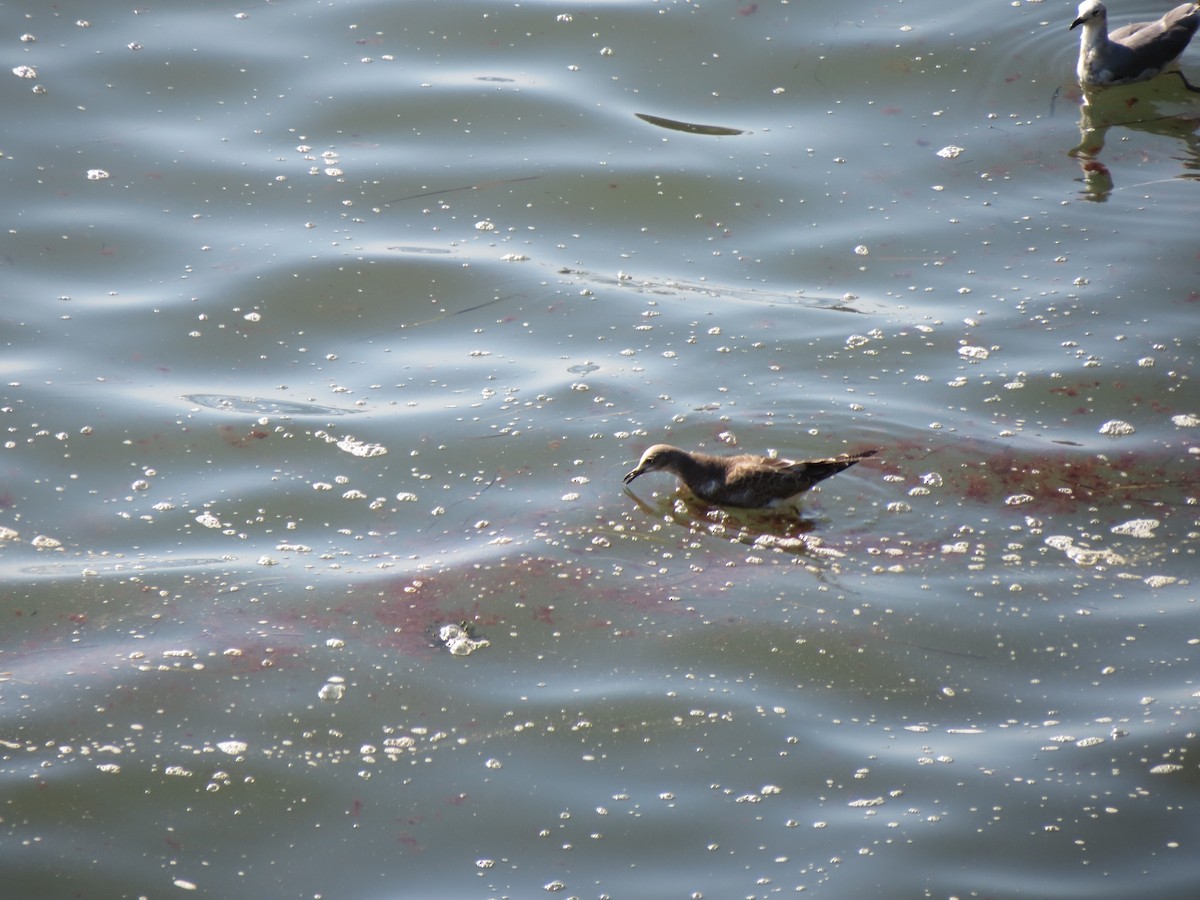 Laughing Gull - ML640059891