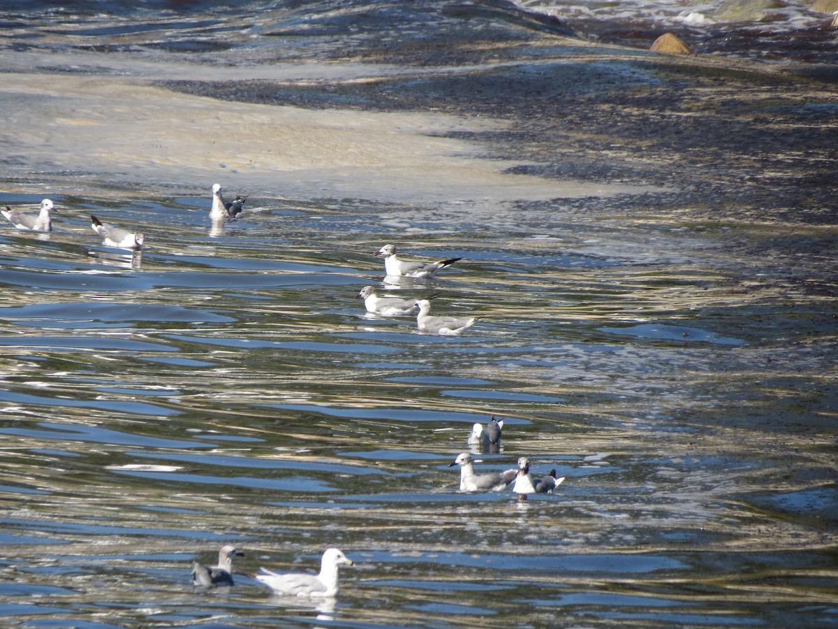 Laughing Gull - ML640059896