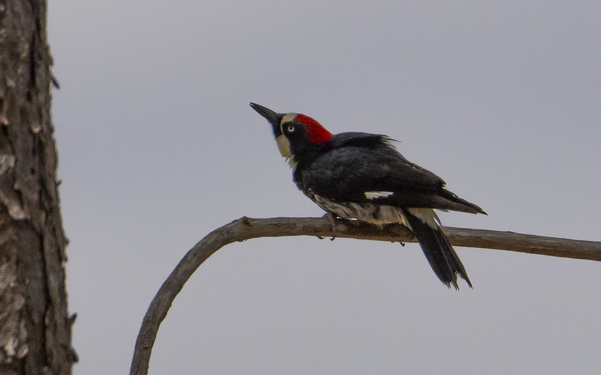 Carpintero Bellotero - ML640059907