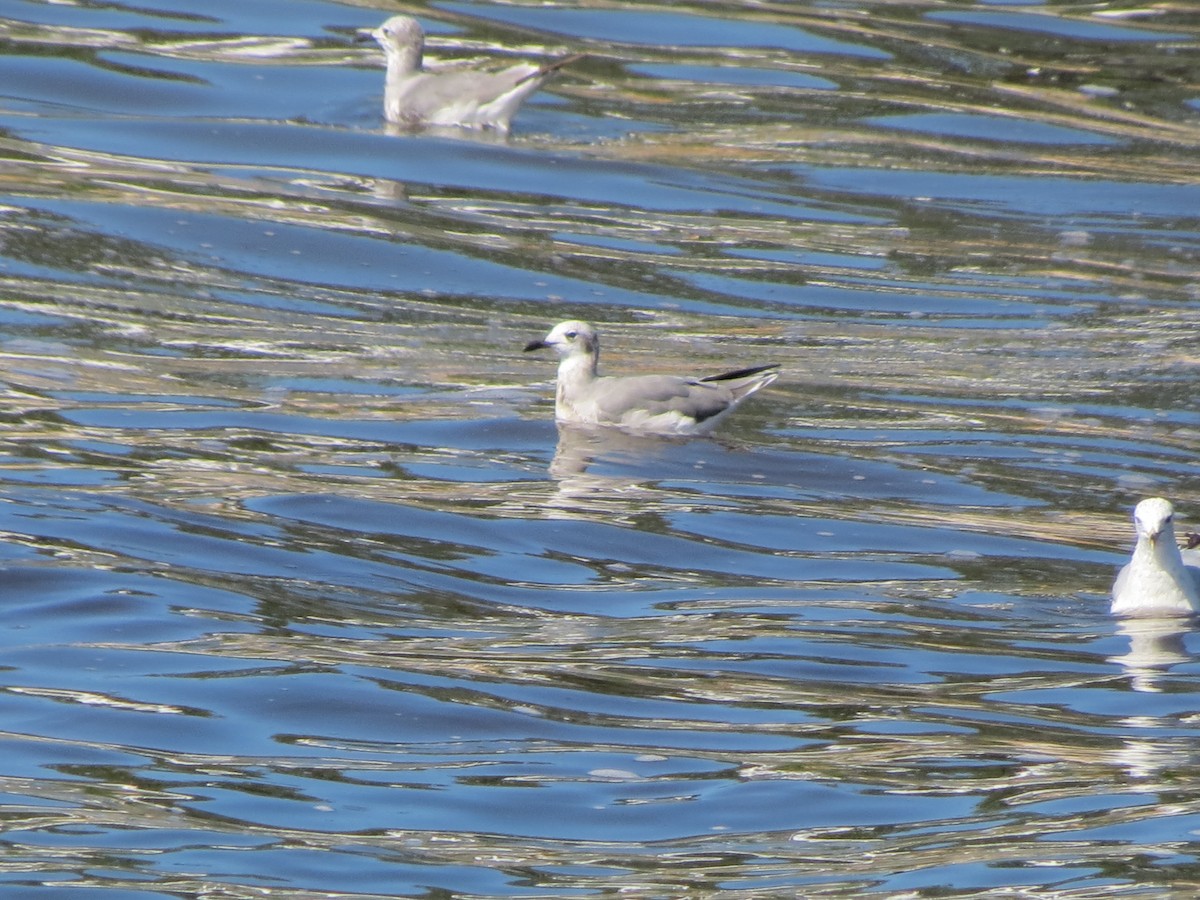 Laughing Gull - ML640059932
