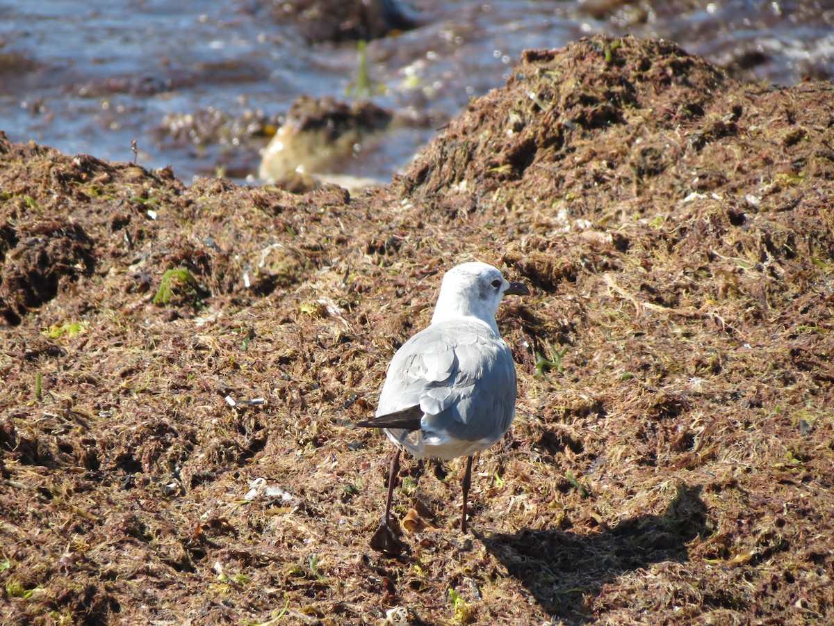 Laughing Gull - ML640059943
