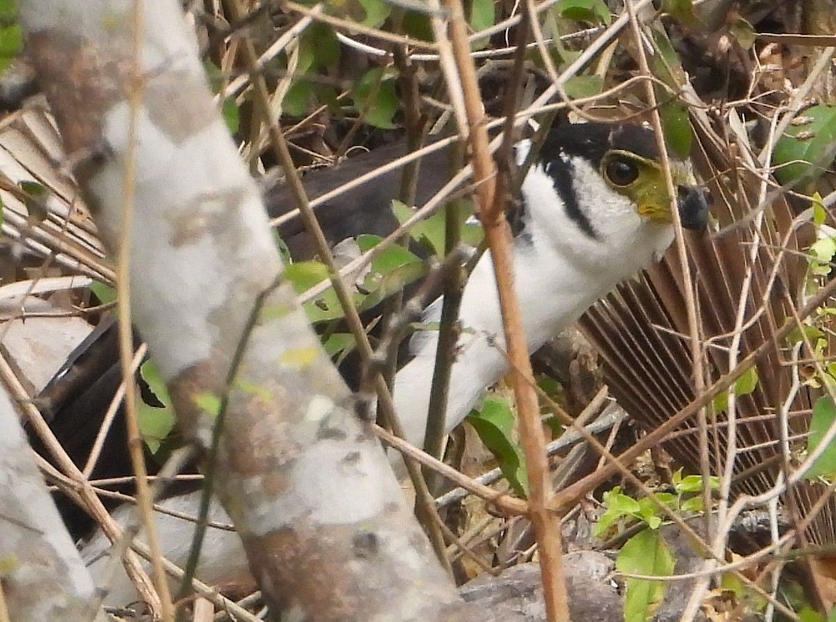Collared Forest-Falcon - ML640059946