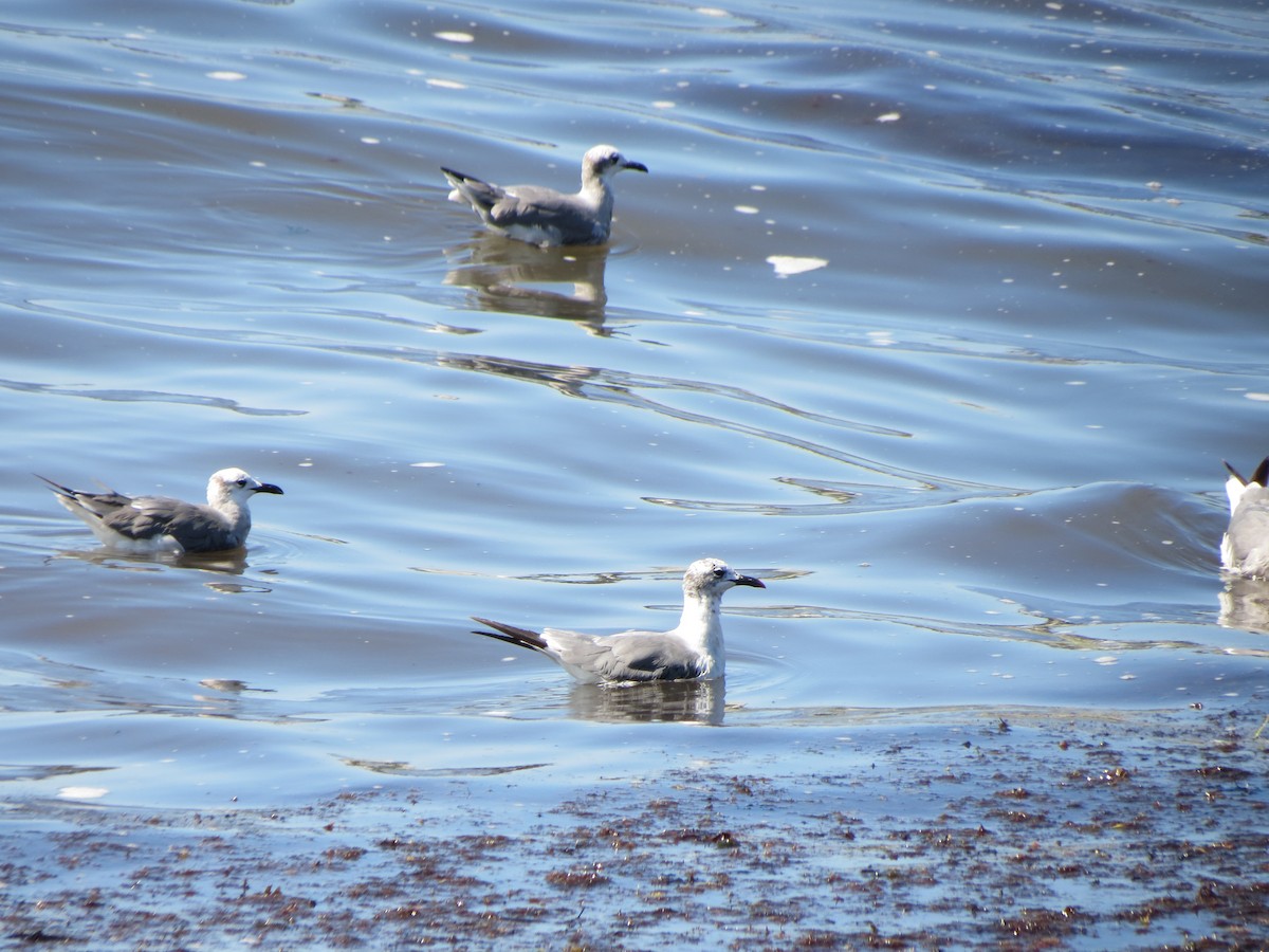 Laughing Gull - ML640059981
