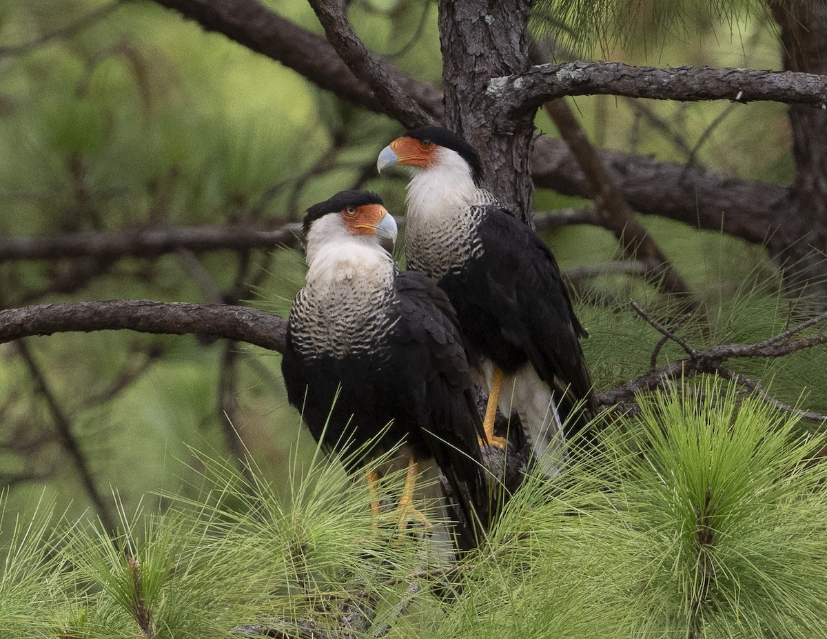 Caracara Carancho - ML640059985