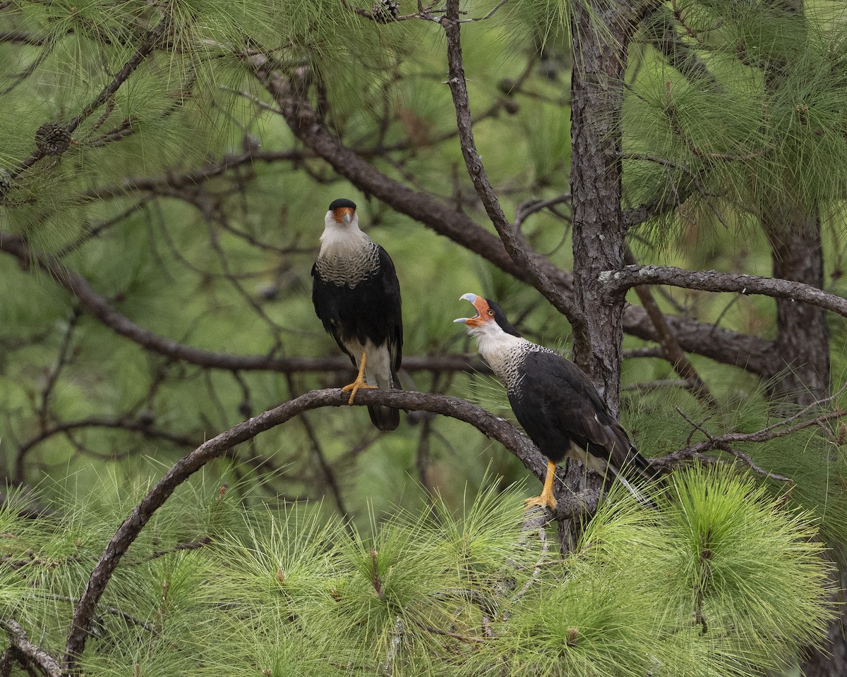 Caracara Carancho - ML640059987