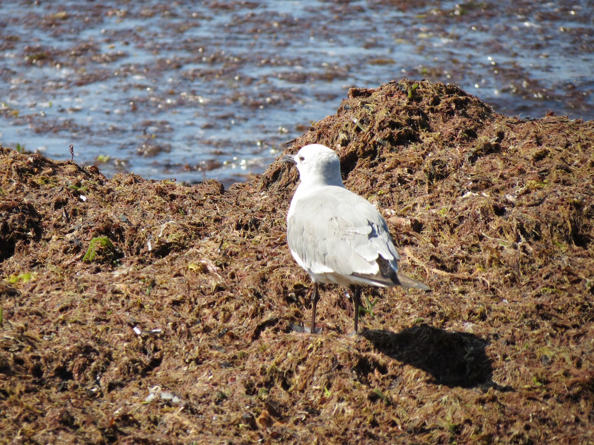Laughing Gull - ML640060007