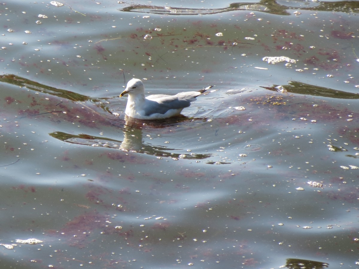 Ring-billed Gull - ML640060023