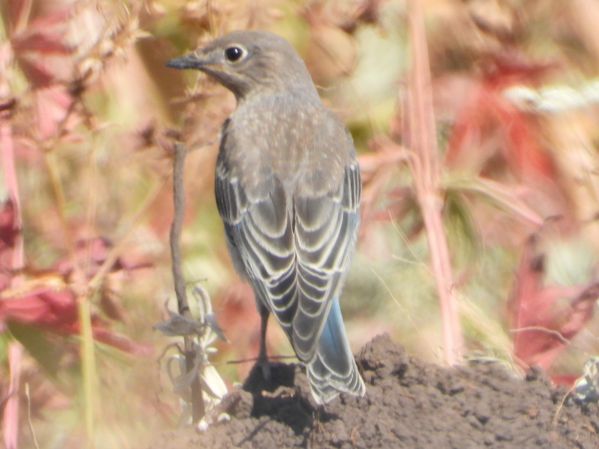 Mountain Bluebird - ML640060044