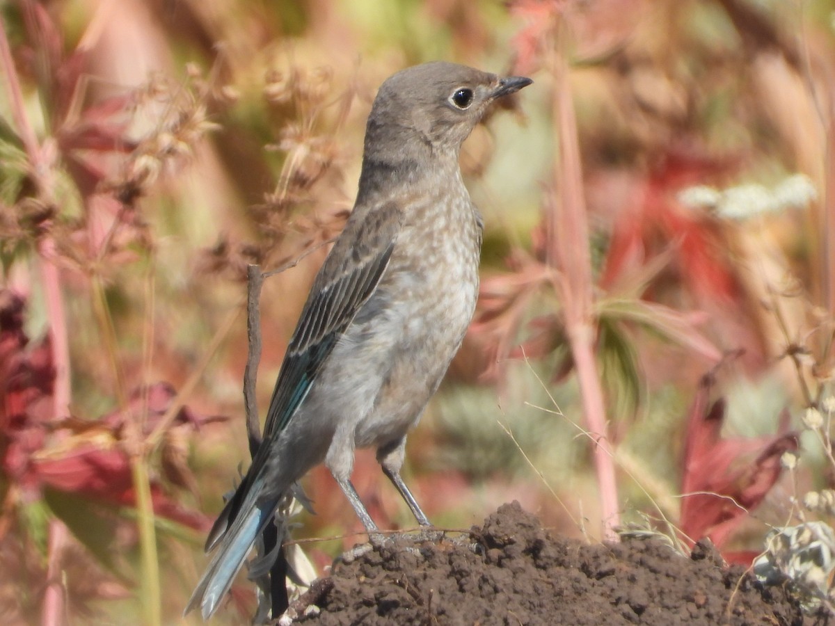 Mountain Bluebird - ML640060045